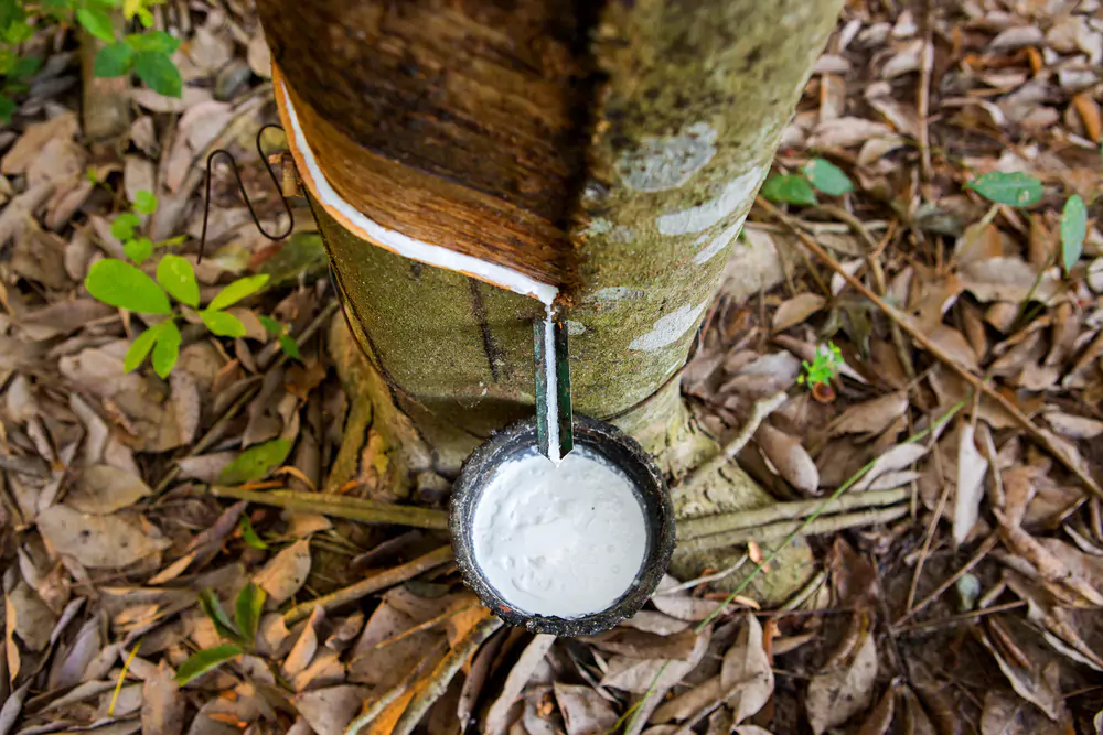 latex tree tapping - are yoga mats made of latex